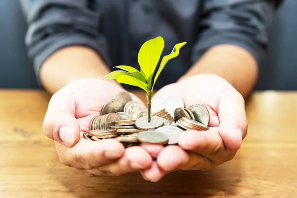 Planta Una Moneda Planta Árbol Verde Sobre Fondo Madera Vieja —  Fotos de Stock