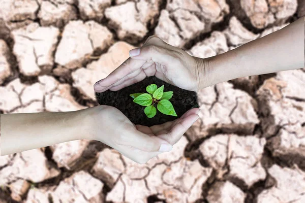 Hände Halten Baum Der Auf Rissiger Erde Wächst Die Welt — Stockfoto