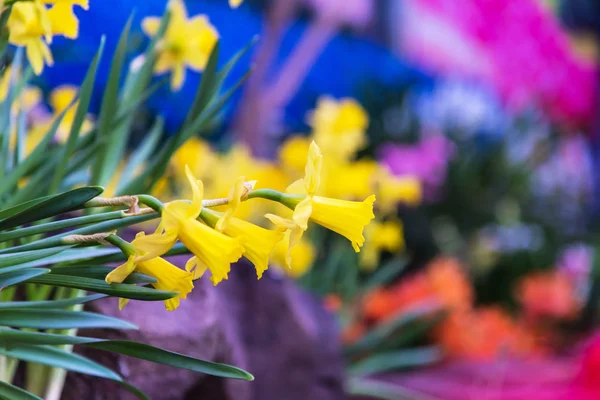 朝の日差しの中で素晴らしい黄色の水仙の花のフィールド 春の背景 花の風景のための完璧なイメージ — ストック写真