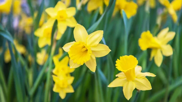 朝の日差しの中で素晴らしい黄色の水仙の花のフィールド 春の背景 花の風景のための完璧なイメージ — ストック写真