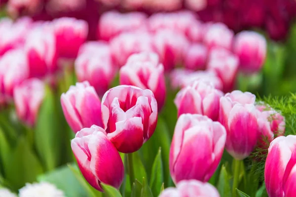 Bahçede pembe lale çiçekleri güzel lale bahçesi arka planı, güzel ve egzotik lrenkli lale çiçekleri doğada bulundu.