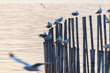 denizin uçan martıları