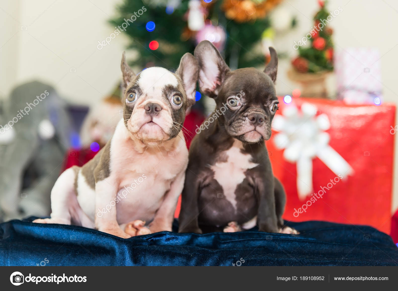 55+ French Bulldog Show Dogs