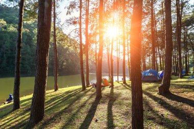 Kamp, kamp maceraları ve çadır altında su sabah ve günbatımında Pang-ung, çam ormanı Parkı, Mae Hong Son, Kuzey Tayland, orman arka plan açık çam ormanı. Kavram seyahat