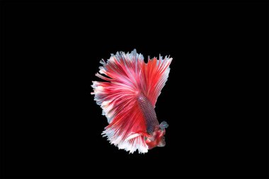 Beyaz Siyam mücadele balık izole siyah arka plan, güzellik, Betta fis hareketli anı yakalamak
