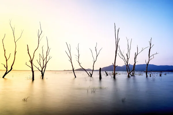 Dead trees in the water, spring at the lake with sunset