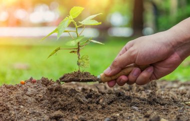Küçük shuffle küçük ağaç dikilecek, hazır var ağaç büyüyen, soi üzerinde ağaç dikme tutan el