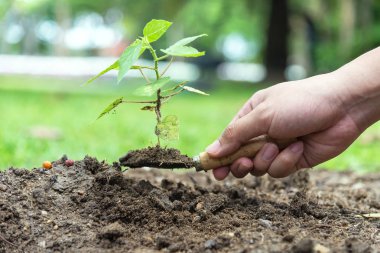 Küçük shuffle küçük ağaç dikilecek, hazır var ağaç büyüyen, soi üzerinde ağaç dikme tutan el