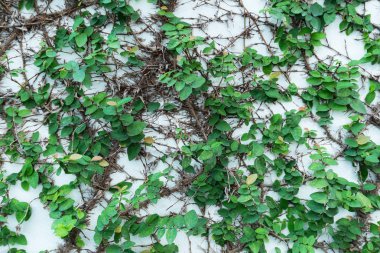 Ivy testi için arka plan beyaz arka plan üzerinde soyut yeşil duvar