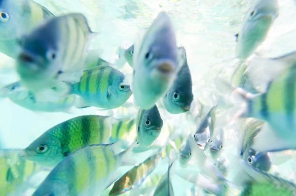 Snorkel Peixe Tigre Fish Tiger Peixe Mar Tropical Krabi Tailândia — Fotografia de Stock