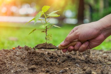 Küçük shuffle küçük ağaç dikilecek, hazır var ağaç büyüyen, soi üzerinde ağaç dikme tutan el