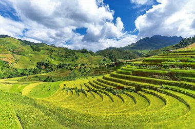 Pirinç tarlaları teraslı Mu Cang Chai, Yenbai, Vietnam, yumuşak odak
