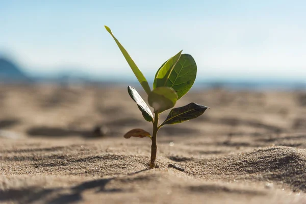 Piccoli Fiori Scolaro Una Spiaggia Con Mare Estate Strada Vicino — Foto Stock