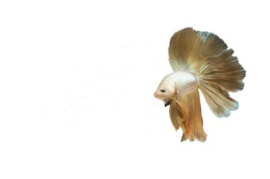 Siyam mücadele balık, renkli, beyaz arka plan, beyaz arka plan, Siyam mücadele balık, betta betta izole betta beyaz arka plan üzerinde izole.