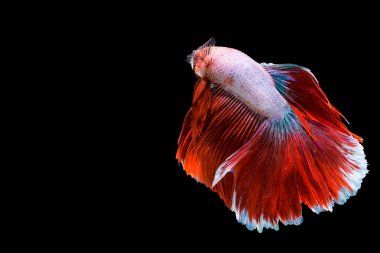 Beyaz Siyam mücadele balık izole siyah arka plan, güzellik, Betta fis hareketli anı yakalamak
