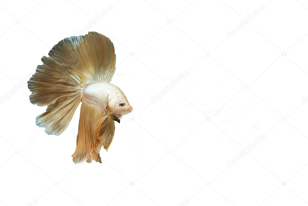 colorful of siamese fighting fish , betta isolated on white background,betta on a white background,siamese fighting fish , betta isolated on white background.
