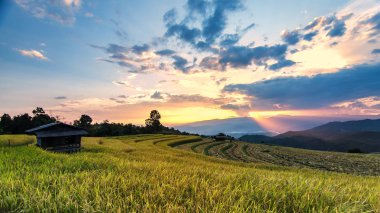Teraslı pirinç alan Sapa, manzara, doğa, Vietnam, yumuşak odak