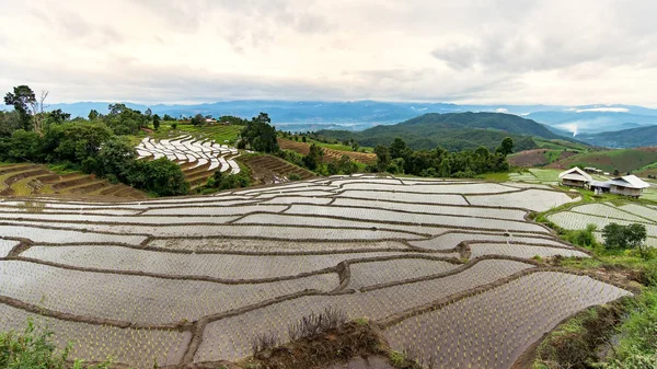 Transplant Rice Seedlings Terraced Rice Field Sapa Landscape Nature Vietnam — Stock Photo, Image