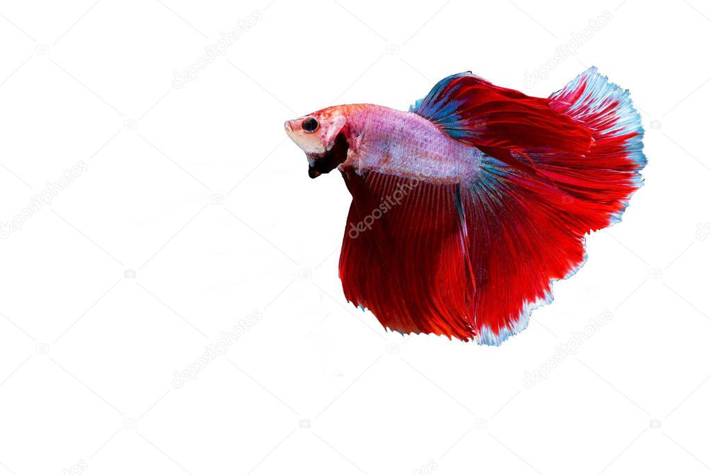 Siamese fighting fish isolated on white background,siamese fighting fish , betta on white background, Rhythmic of Betta fish, siamese fighting fish,isolated on white background.(Thailand)