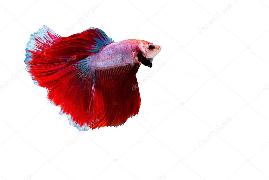 Siamese fighting fish isolated on white background.(Thailand)