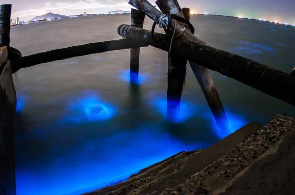 Bangsaen, Chonburi, Tayland, Thailand, parlayan deniz Plankton