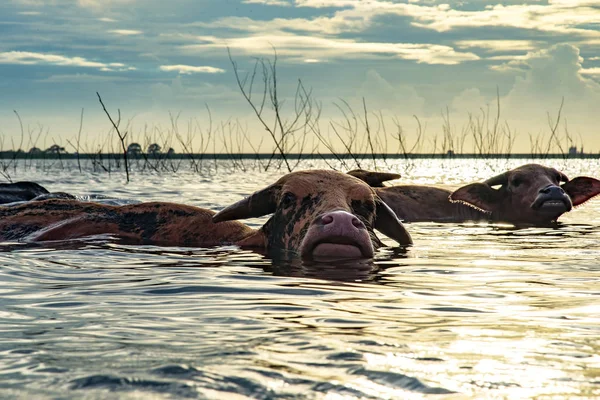 Big domestic water buffalo soak bathe in river. sleep and lazy animal