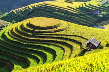 Pirinç tarlaları üzerinde Mu Cang Chai, Yenbai, Vietnam Teras. Kuzey Vietnam, hasat pirinç tarlaları hazırlamak