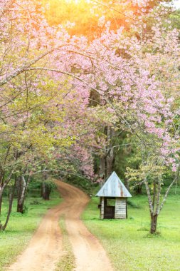 Japon Antik Bina üzerinde pembe kiraz çiçeği ağaç (sakura)