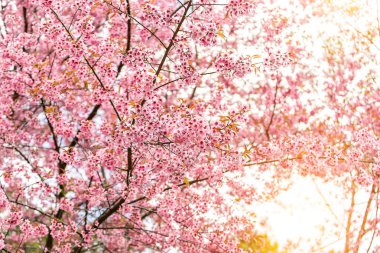 Sakura. Bahar kiraz çiçeği. Güzel pembe çiçekler