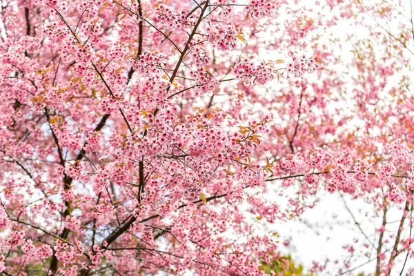 Sakura Cherry Blossom Springtime Beautiful Pink Flowers — Stock Photo, Image