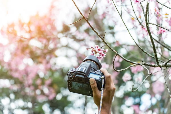 Young woman traveler photo by camera with sakura tree on vacation in japan