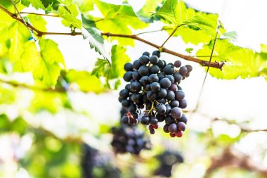 Üzümler sarmaşığa asılmış yeşil yapraklarla