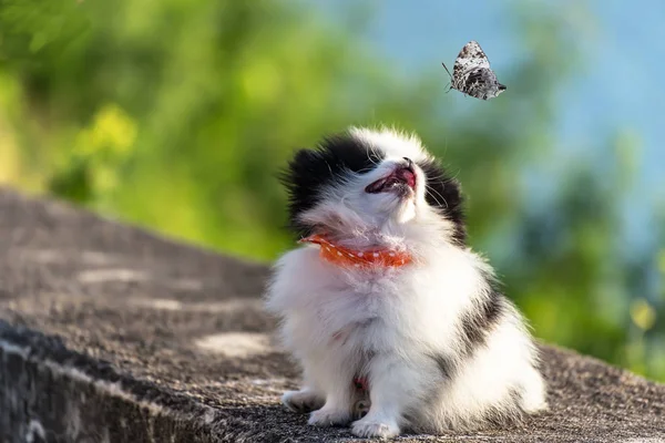 Cachorro Perro Pomperano Buscando Mariposa — Foto de Stock
