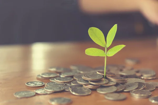 Planta Una Moneda Planta Árbol Verde Sobre Fondo Madera Vieja —  Fotos de Stock