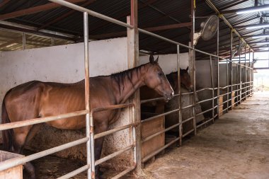 Kafa at arka plan üzerine istikrarlı kapılar arıyorum