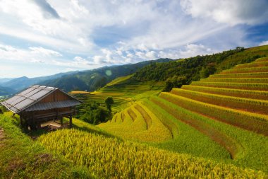 Vietnam 'da pirinç mevsiminde teraslı pirinç tarlası.