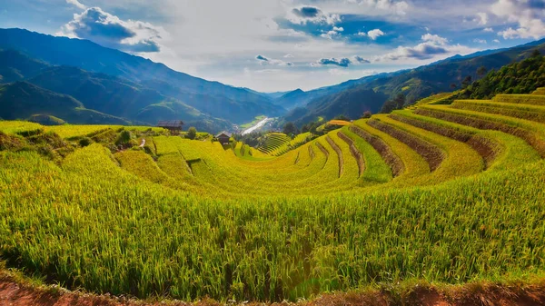 Terrain Riz Terrasses Pendant Saison Des Récoltes Cang Chai Terrasse — Photo