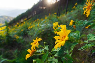 Şaşılacak sarı nergisler sabah güneşinde çiçek tarlasında. Bahar arkaplanı için mükemmel görüntü, çiçek manzarası. 