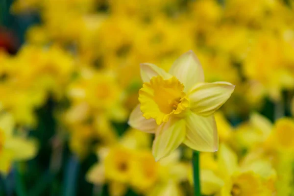 ぼやけた 朝の日差しの中で素晴らしい黄色の水仙の花のフィールド 春の背景のための完璧な画像 — ストック写真