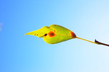 Ortanca serrata mavi kuş mantar Cercospora hastalıklı yaprak