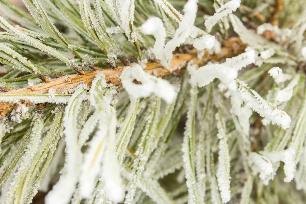 Ramo de close-up de um pinheiro com agulhas na geada — Fotografia de Stock