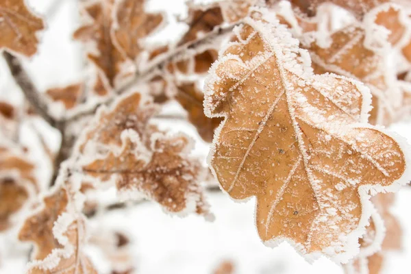 Folhas de carvalho na geada e neve — Fotografia de Stock