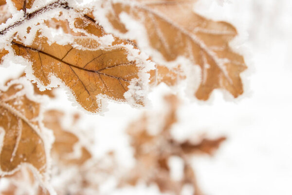 Oak Leaves in the frost and snow