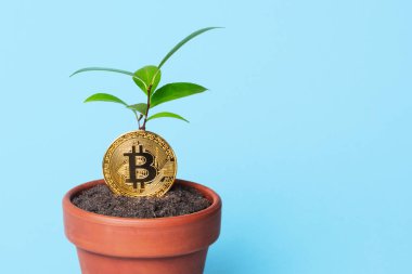 Bir tencerede bitcoin Kripto para birimi büyümesini bir sembolü olarak bitki Filiz. Metin için yer kopyalayın