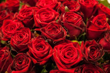 Kırmızı gül doku ve arka plan