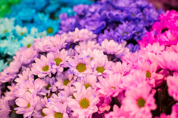 Flores de camomila são pintadas em cores diferentes do arco-íris para o fundo — Fotografia de Stock