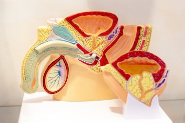 Erkek genital insan modeli. Kesi penis, testis, mesane, prostat