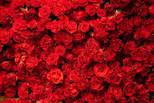 Rote Rosen Textur und Hintergrund — Stockfoto