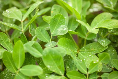 Yeşil fıstık yaprakları ve çiğ damlaları.