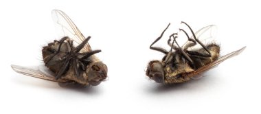 Ölü sinek beyaz arkaplanda izole edilmiş.